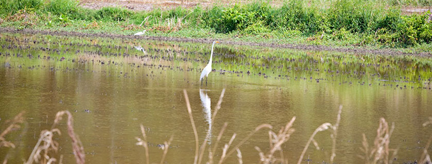 Vermilion Parish Birding