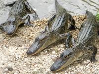 Alligators in Vermilion