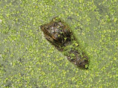 alligator in duckweed in Vermilion Parish